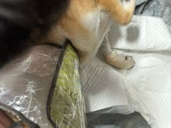 -爱诺耐芙动物医院(万博店)