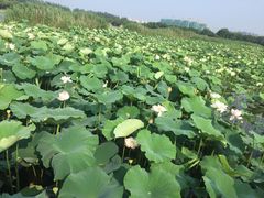 -荷塘月色湿地公园·向阳花洲