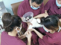 -宠颐生中康贝怡动物医院
