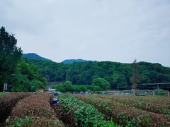 -龙坞茶村