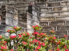 -松山湖梦幻百花洲