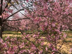 -天适樱花悠乐园