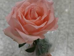 -老阿爸鲜鱼土菜(独墅湖店)