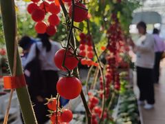 -迪茵湖田家舍生态农场