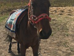 -扁都口生态休闲旅游区