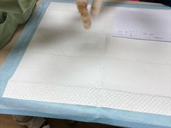 -爱侣·安琦尔宠物医院·中兽医针灸·心内科·狂犬免疫点(宝山区院)