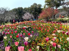 -苏州上方山国家森林公园