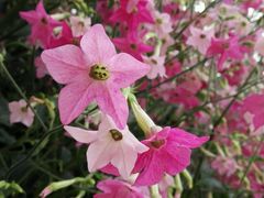 -绵阳盛世樱花悠乐谷