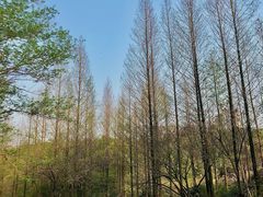 -重庆彩云湖湿地公园