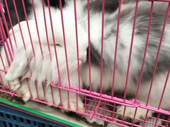 -中环花鸟鱼虫市场