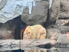 -海合安武汉极地海洋公园