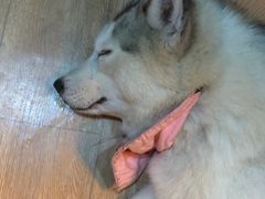 -Husky Go! 哈士奇体验馆·宠物咖啡厅狗咖