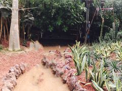 -呀路古热带植物园