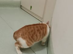 -汪喵宠物医院·骨科心脏影像·犬猫急重症ICU诊疗中心(成华分院)