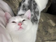 -lincat·猫舍(广州店)