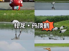 -黑龙江扎龙生态旅游区