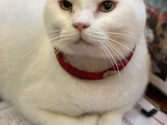 -有猫主题·治愈系猫咖(曾厝垵店)