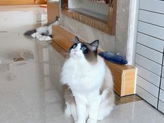 奇哥-Catmate·猫肥家润(金润铂宫店)
