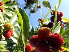 iphone_upload_pic-王家小院