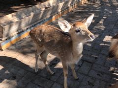 -北京鹿世界主题园
