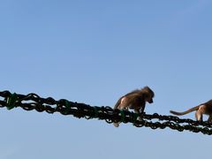 -上海野生动物园