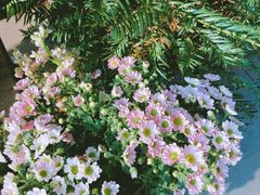 -莫奈花园法式蛋糕
