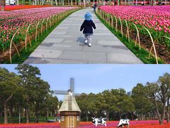 -大宁郁金香公园-停车场