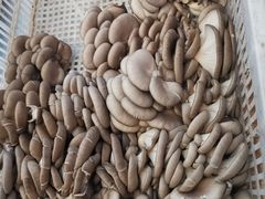 -西郊国际农产品交易中心