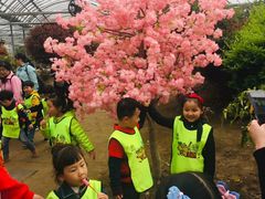 -南汇水蜜桃采摘(大团店)