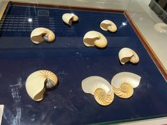 -青岛贝壳博物馆