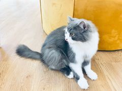 -1013 PET SHOP精品宠物商店(丁香店)