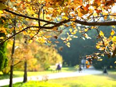 -上海共青森林公园