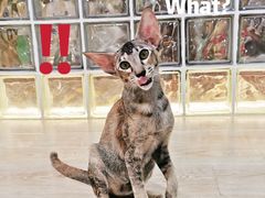 -十年猫舍·猫咪专门店(普陀店)
