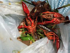 -岳各庄批发市场(西四环中路店)