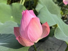 -云溪植物园