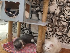 -猫小院猫主题餐厅(三里屯店)