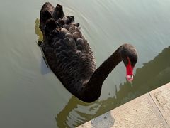 -观唐（国际）度假村温泉