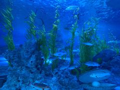 -芜湖新华联大白鲸海洋公园