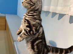 -喵宠乐园·撸猫互动·猫舍