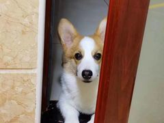 -派多格宠物·购宠(靛厂路店)