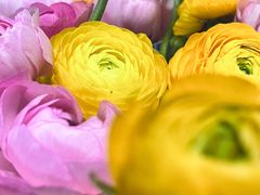 -双季花艺园艺市场(浦东店)