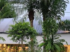 -自由生长植物工作室(深港花卉中心店)