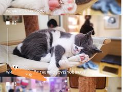 -滚猫咖啡·猫咖·猫友好撸猫(未来城店)