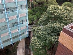 -香港大学