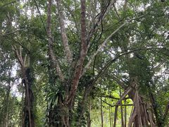 -中国科学院西双版纳热带植物园