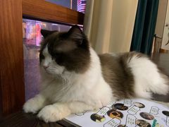 -蓝鲸·缅因猫舍