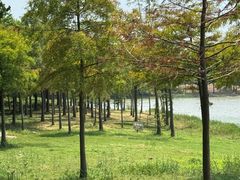 -上海海湾国家森林公园