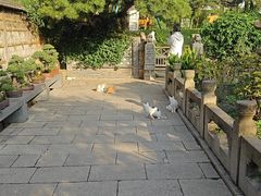 -龙华素斋(龙华路店)