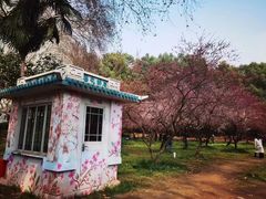 -武汉大学-樱园