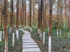 -桤木河湿地公园